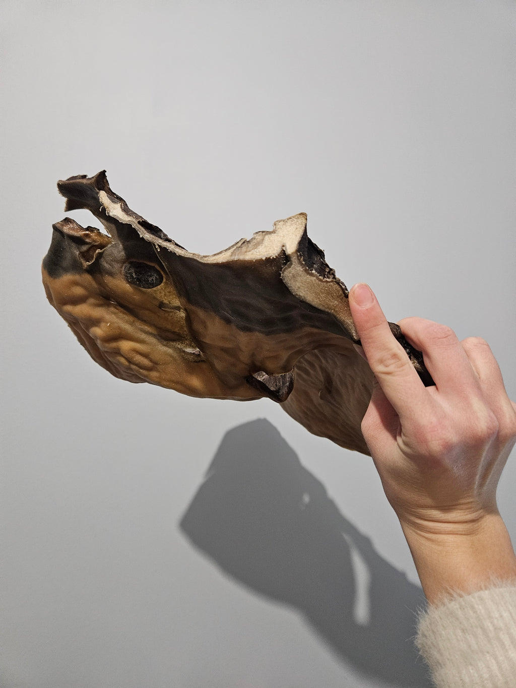 Plaque de chameau XXL