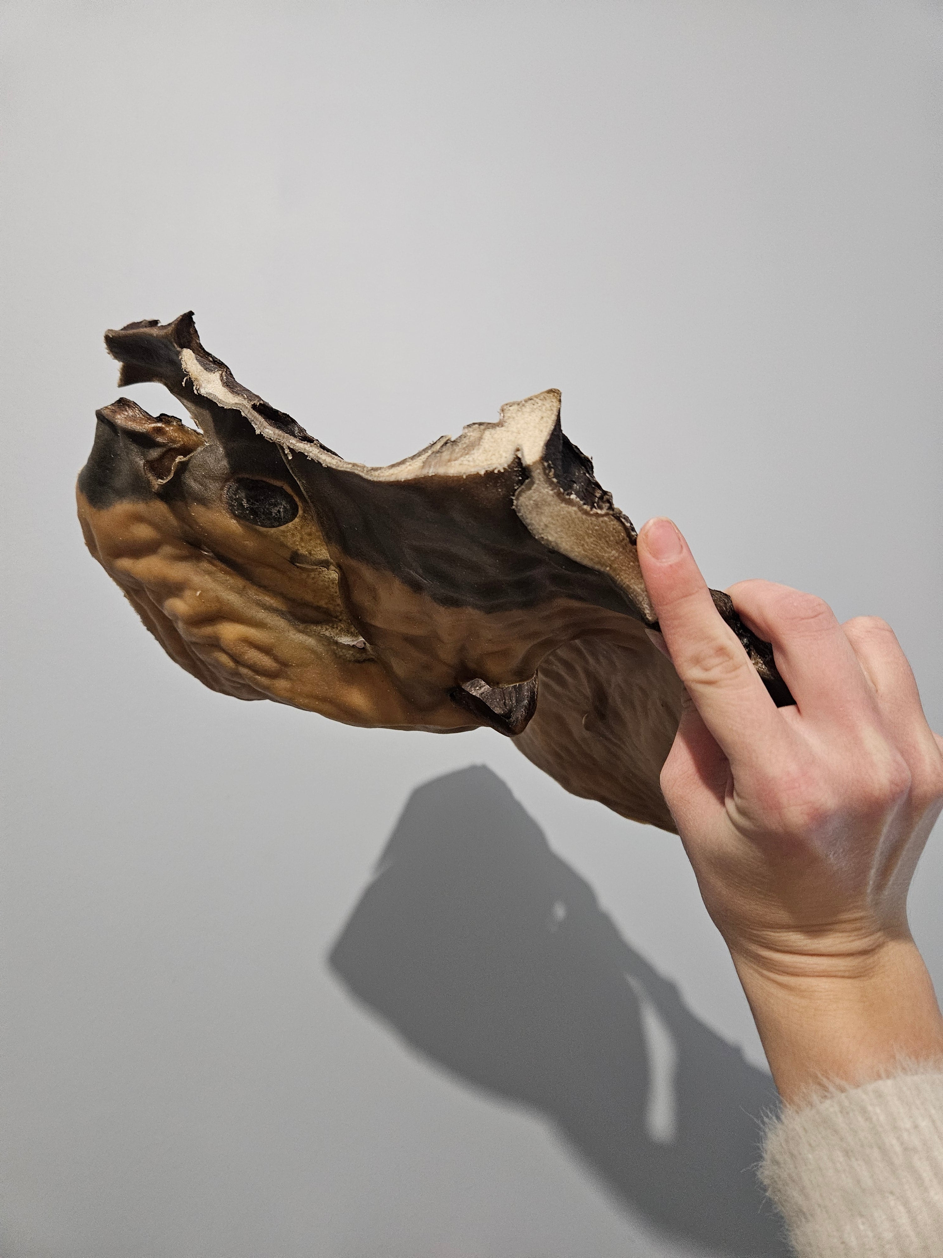 Plaque de chameau XXL