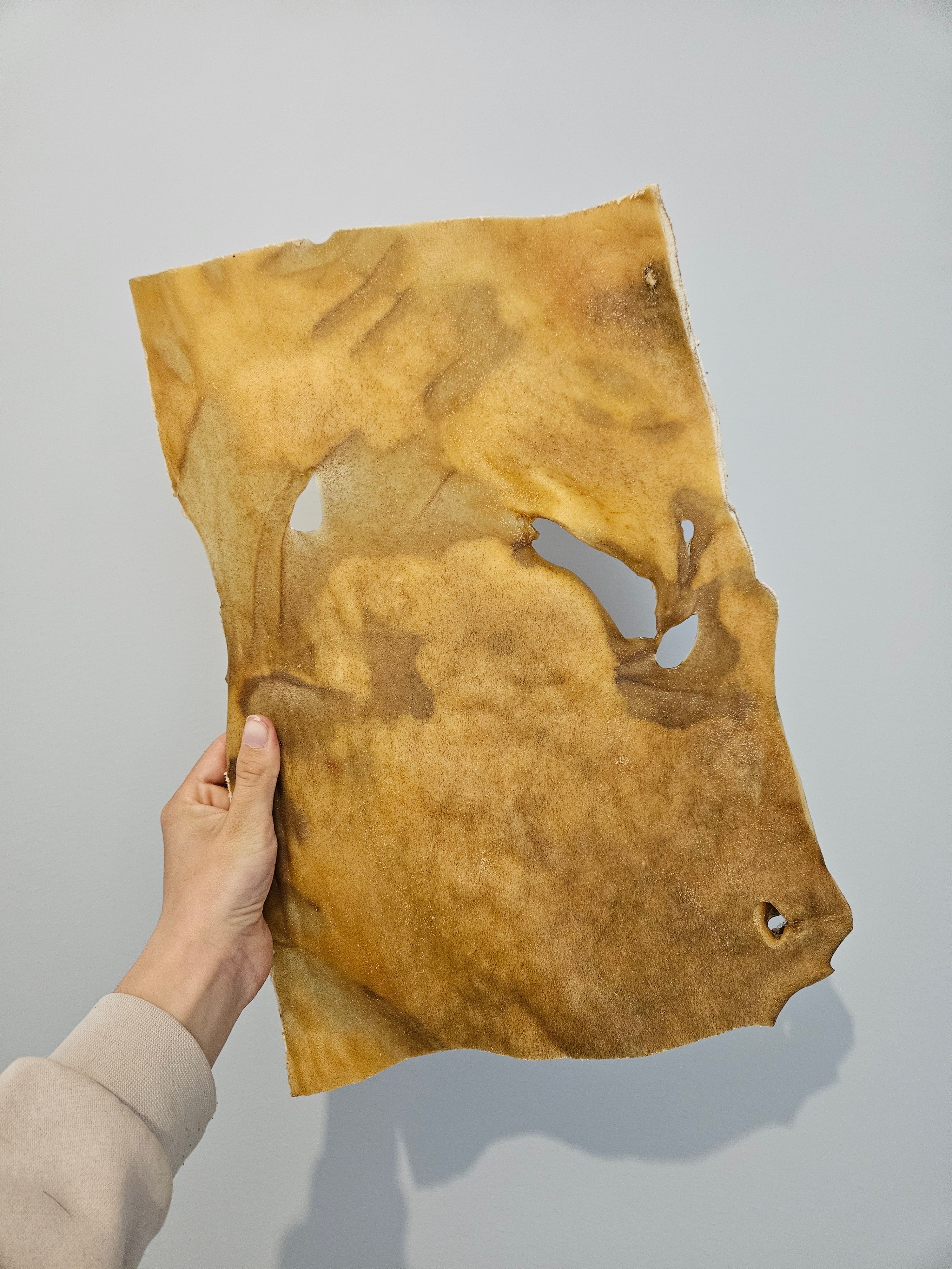 Plaque de Buffle XXL