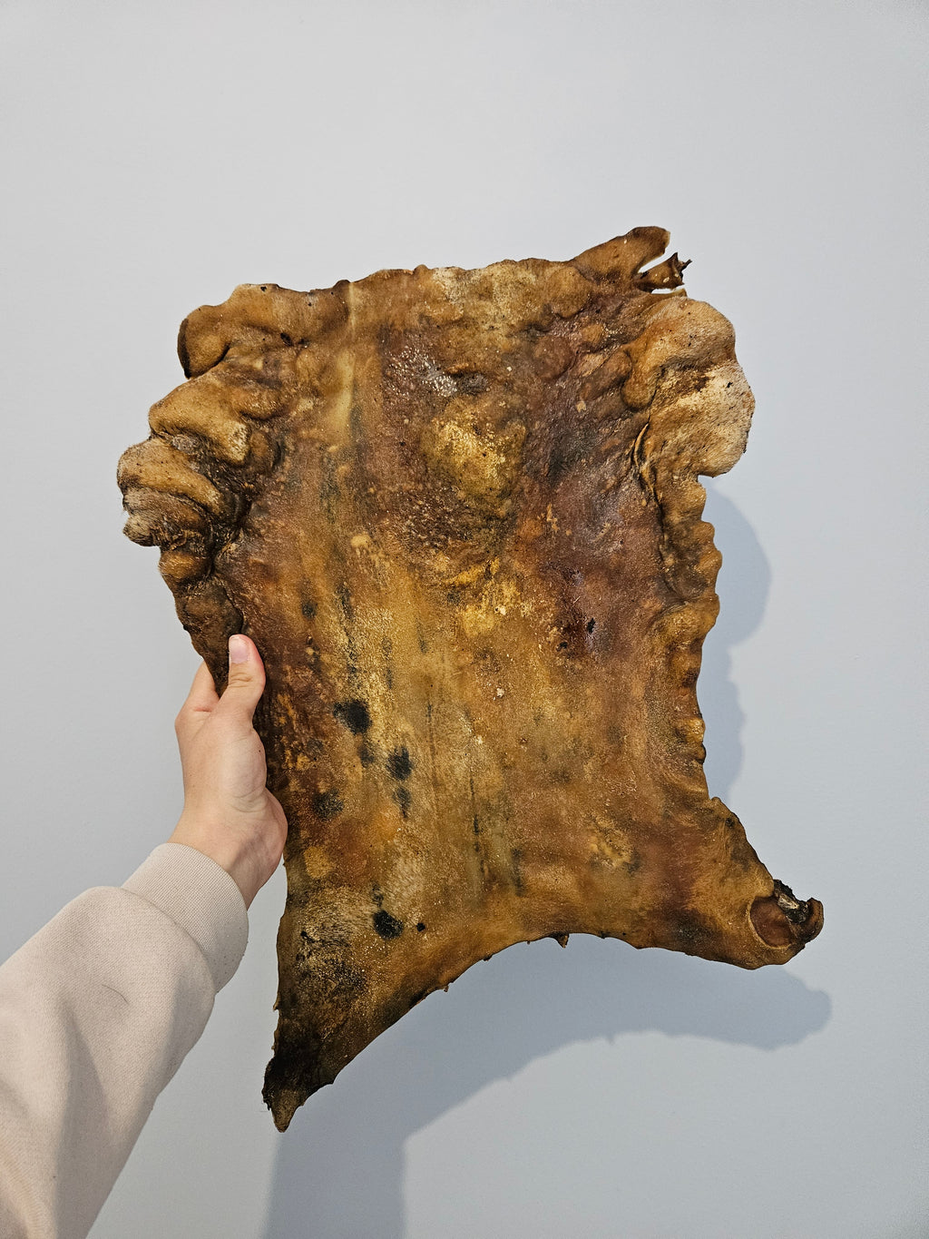 Plaque de cheval XL