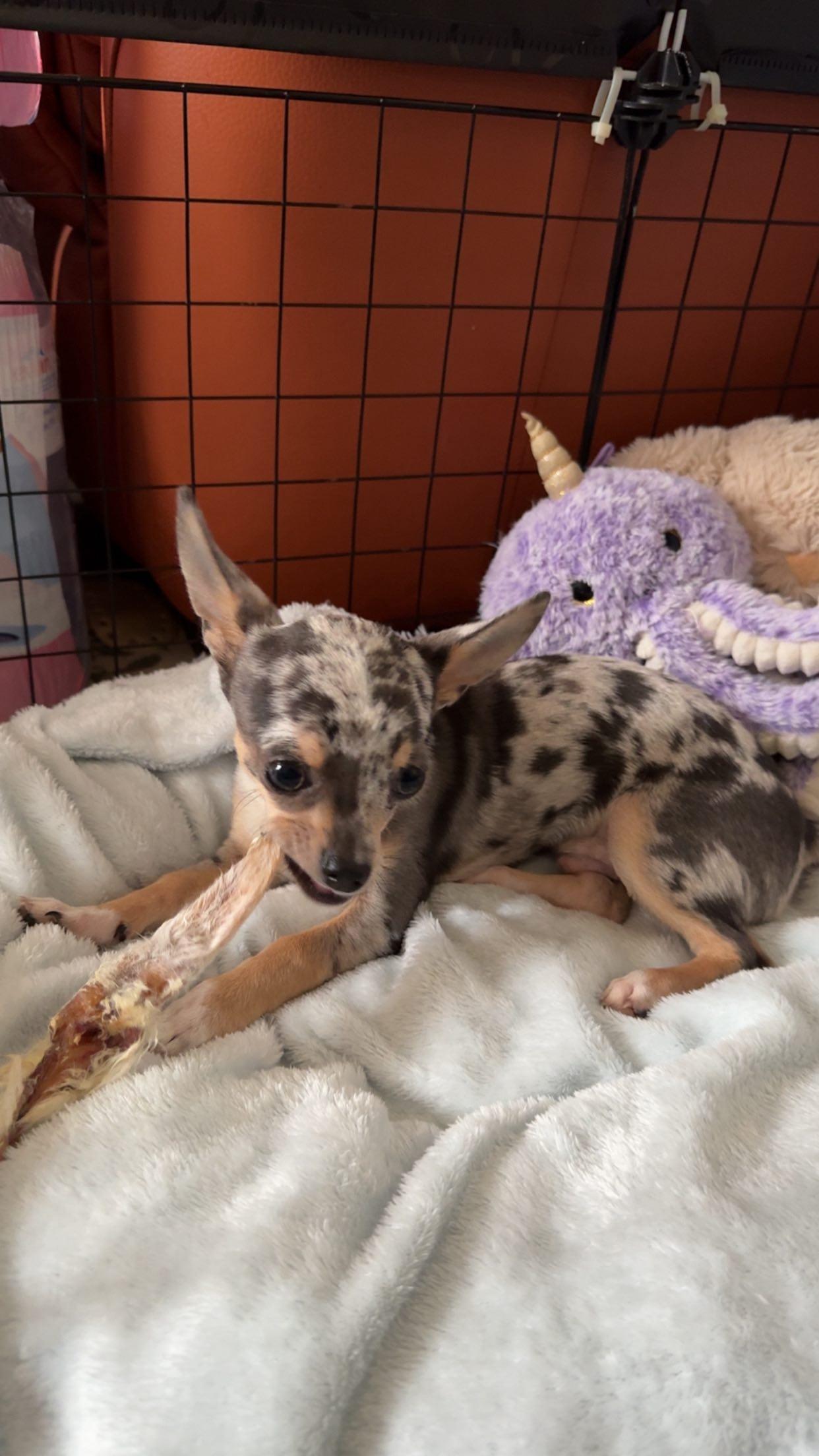 Oreille de lapin avec poils