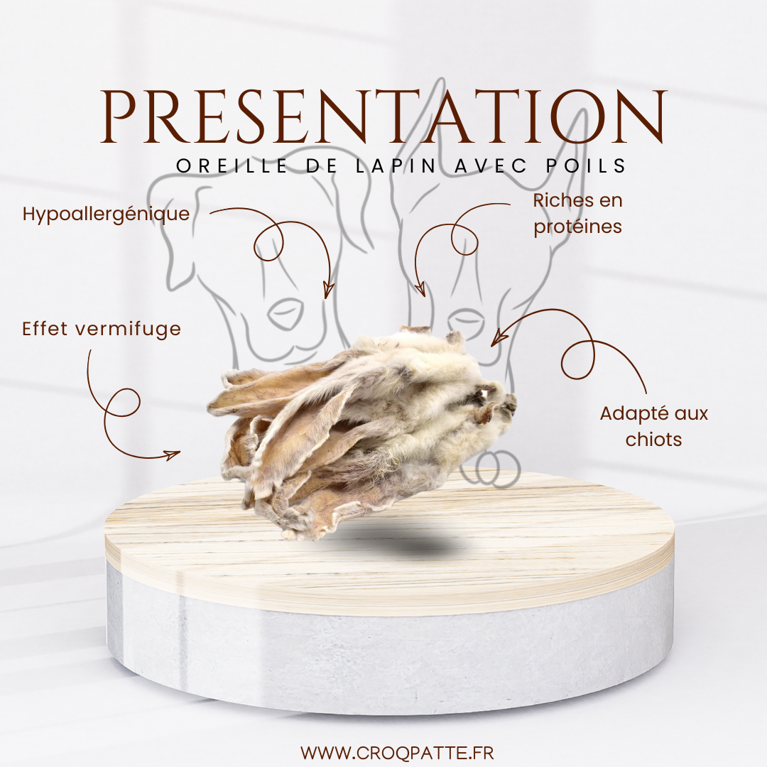 Oreille de lapin avec poils