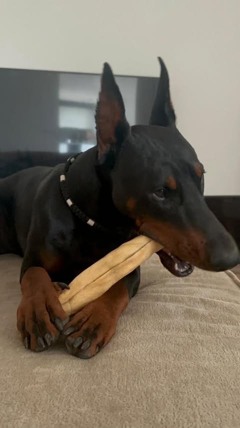 Joue de boeuf roulée