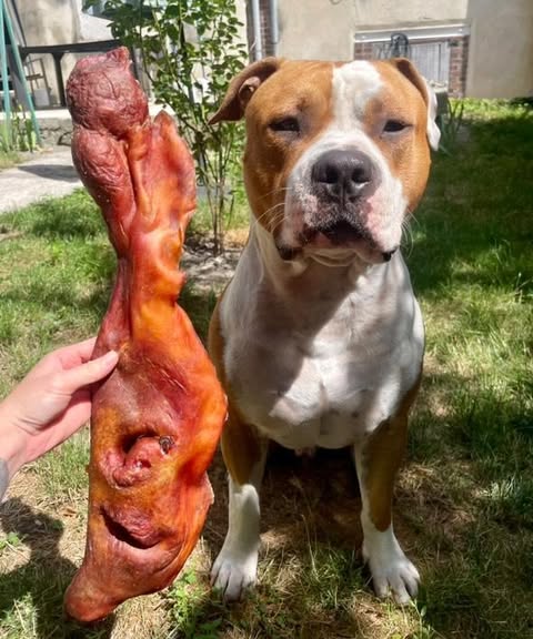 Museau de vache 40/80cm