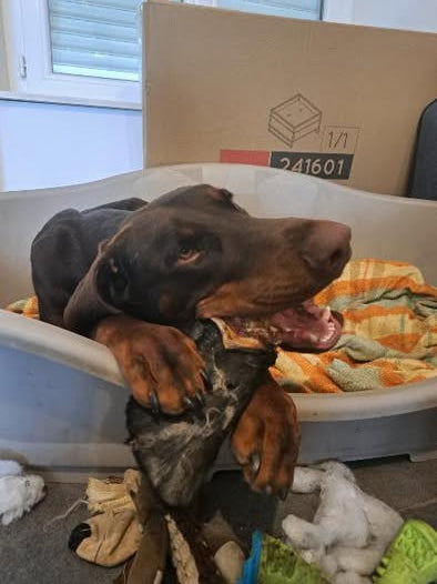 Oreille de bœuf avec cartilage