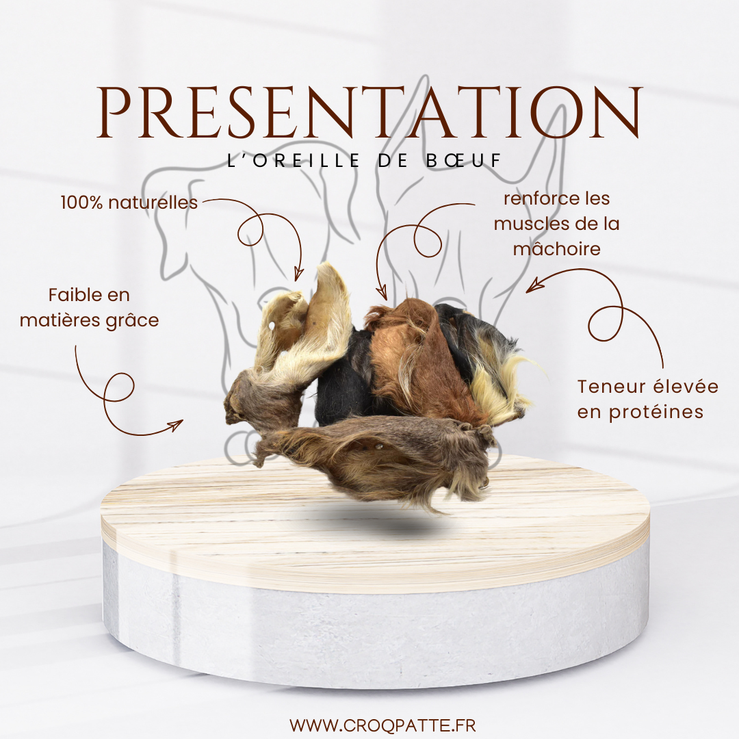 Oreille de bœuf avec cartilage