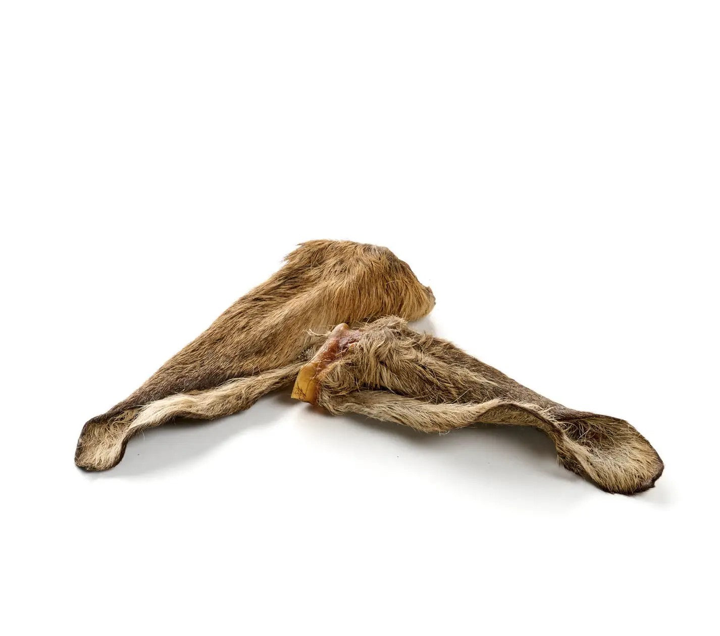 Oreille de cerf avec poils